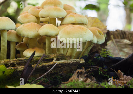 Schwefel Büschel lateinischer Name Hypholoma fasciculare Fruchtkörper auch bekannt als Cluster saprophagic Woodlover eine giftige Pilze Stockfoto