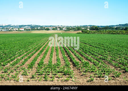 Hülsenfrüchte Plantage. Sojapflanzen in Zeilen. Sonnigen Tag. Stockfoto