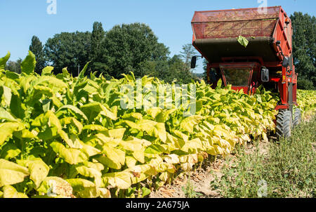 Ernte von Tabakblättern mit Harvester Traktor. Tabak Plantage. Tabakanbau industriell. Sonnenlicht. Stockfoto