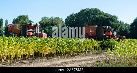 Ernte von Tabakblättern mit Harvester Traktor. Tabak Plantage. Tabakanbau industriell. Sonnenlicht. Stockfoto