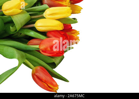 Close-up mehrfarbige Tulpen. Bündel Tulip Blumen auf weißem Hintergrund. Frühling Blumen Banner. Design für Valentinstag, Woman's Day, Mo Stockfoto