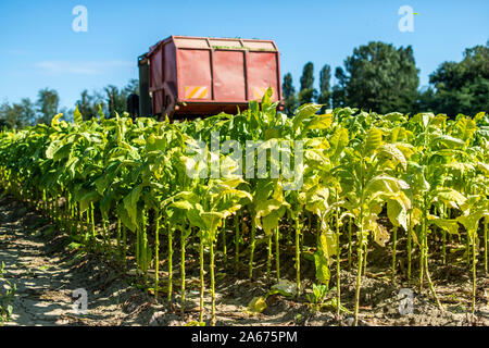 Ernte von Tabakblättern mit Harvester Traktor. Tabak Plantage. Tabakanbau industriell. Sonnenlicht. Stockfoto