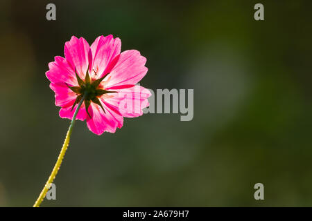 Leuchtende Lichteffekt auf isolierte rosa Kosmos Blume Stockfoto