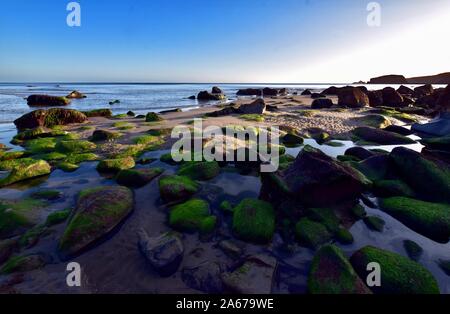 Auf den Felsen am Strand von Porth Ysgo Algen. Stockfoto