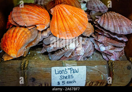 Lion's Paw Muscheln sind in einer Box angehäuft, Oktober 6, 2019, in Apalachicola, Florida. Stockfoto