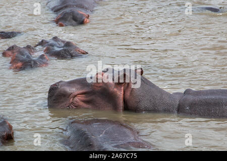 Große Nilpferd in den Fluss mit seinen Kopf heraus, Seitenansicht. Stockfoto