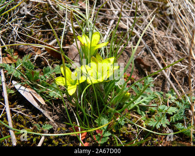 Frühe stern-von-Bethlehem, Radnor Lily, der Waliser Stern-von-Bethlehem, Böhmen-Gelbstern, gagea Bohemica, tyúktaréj Stockfoto