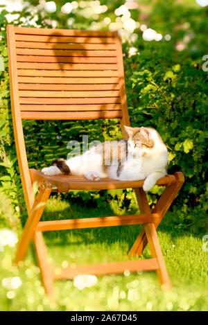 Vertikale Foto mit Erwachsenen weiß und tabby Katze. Katze ruht sich auf Holzstuhl. Stuhl ist im Garten auf Gras mit grünen Strauch im Hintergrund platziert. Stockfoto