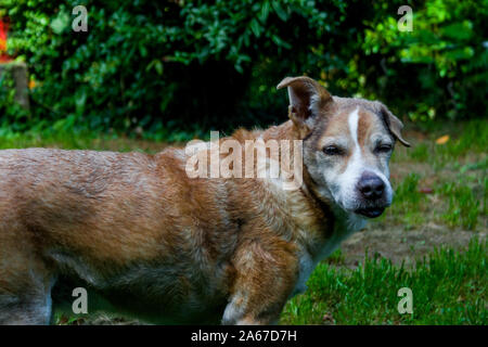 Porträts der Rassehunde, Chihuahua Jack Russel, Garten in Neuwied Stockfoto