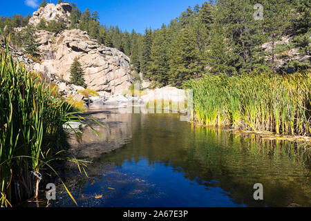 Herbst Farbe auf dem Quellgebiet des South Platte River in elf Mile Canyon Colorado Stockfoto