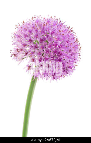 Die Blume der wilde Knoblauch auf weißem Hintergrund Stockfoto