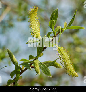 Blätter und Blütenstände einer weiße Weide (Salix alba) im Frühjahr an einem See Stockfoto