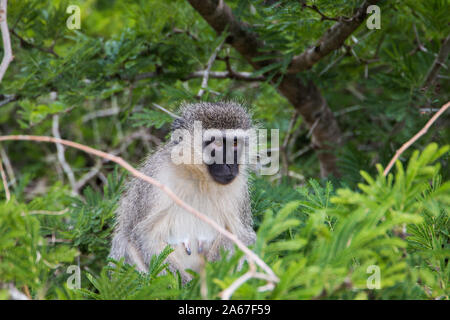 Meerkatze (Chlorocebus pygerythrus) sitzen auf dem Baum in der Nähe, von grünen Zweigen umgeben. Stockfoto