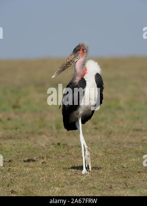 Marabu, Leptoptilos crumeniferus, ein Vogel auf dem Boden, Kenia, September 2019 Stockfoto