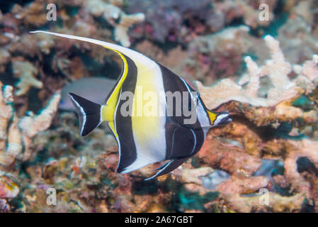 Maurische Idol [Zanclus Dais]. Nord Sulawesi, Indonesien. Stockfoto