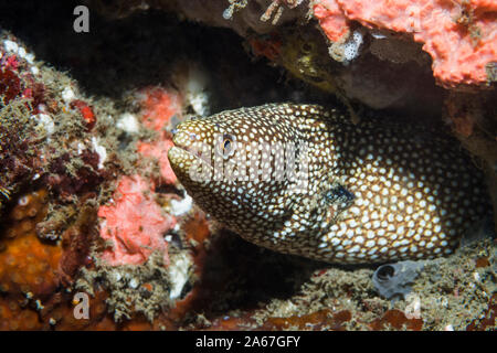 [Whitemouth Muränen Gymnothorax meleagris]. Lembeh Strait, Nord Sulawesi, Indonesien. Indopazifik. Stockfoto