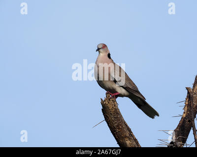 Trauer collared Dove, oder Afrikanische Taube, Streptopelia decipiens, Vogel auf Zweig, Kenia, September 2019 Stockfoto