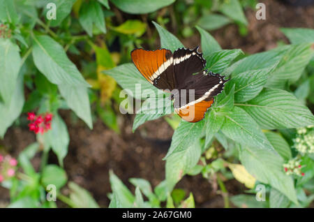 Rostig - gespitzt Seite (Siproeta epaphus epahus) über grüne Blätter Stockfoto