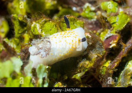 Nacktschnecken - Taringa halgerda. Lembeh Strait, Nord Sulawesi, Indonesien. Stockfoto