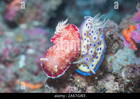 Nacktschnecken - Doris kueiei [vor Chromodoris Kuniei] und Doris reticulatus [Links]. Lembeh Strait, Nord Sulawesi, Indonesien. Stockfoto