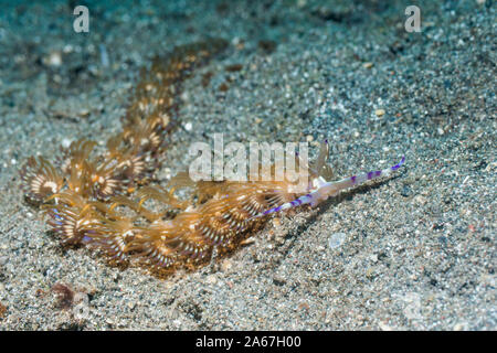 Nacktschnecken - Blue Dragon [Pteraeolidia semperi Pteraeolidia ianthina] [vor]. Lembeh Strait, Nord Sulawesi, Indonesien. Stockfoto