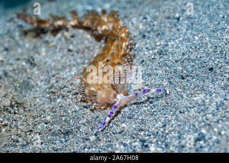 Nacktschnecken - Blue Dragon [Pteraeolidia semperi Pteraeolidia ianthina] [vor]. Lembeh Strait, Nord Sulawesi, Indonesien. Stockfoto