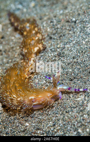 Nacktschnecken - Blue Dragon [Pteraeolidia semperi Pteraeolidia ianthina] [vor]. Lembeh Strait, Nord Sulawesi, Indonesien. Stockfoto