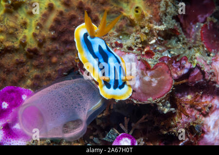 Wunderschöne Nacktschnecken [Chromodoris magnifica]. Lembeh Strait, Nord Sulawesi, Indonesien. Stockfoto