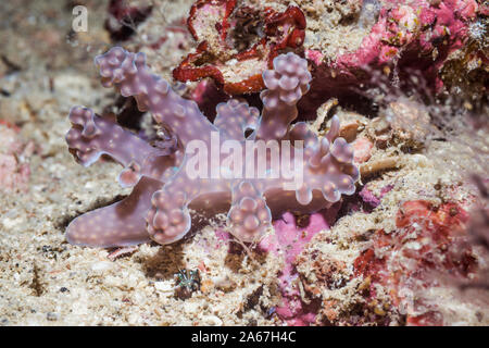 Nacktschnecken - Miamira alleni. West Papua, Indonesien. Indo-West Pazifik. Stockfoto