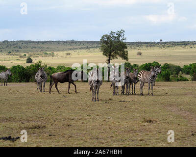 Plains oder gemeinsamen Zebra, Equus quagga, kleine Gruppe von Säugetieren, Kenia, September 2019 Stockfoto