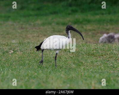 Heiliger Ibis, Threskiornis aethiopicus, Single Vogel auf Gras, Kenia, September 2019 Stockfoto