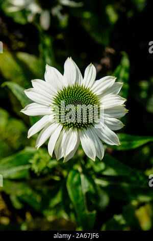 Echinacea purpurea Powwow Weiß auf Display und auf Verkauf in einem Gartencenter Baumschule. Stockfoto