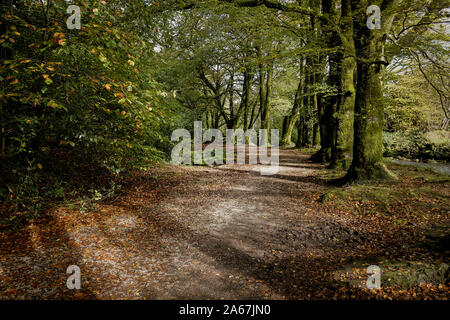 Buche Fagus sylvatica Futter einen Weg durch den alten Wald von Draynes Holz bei Golitha Falls n Cornwall. Stockfoto