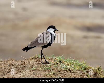 Sporn - winged Kiebitz, Vanellus spinosus, Single Vogel auf Gras, Kenia, September 2019 Stockfoto