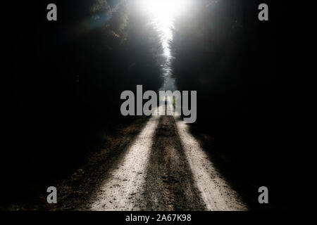 Waldweg, Oberweser, Weserbergland, Nordrhein-Westfalen, Hessen, Deutschland Stockfoto