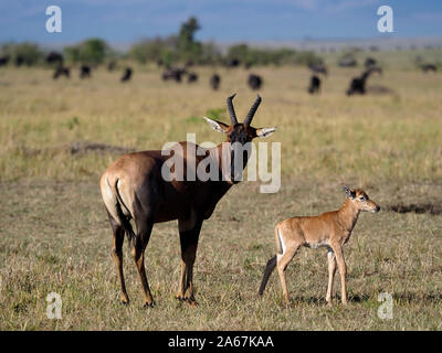 Topi, Damaliscus korrigum, einzelne Erwachsene mit Jungen, Kenia, September 2019 Stockfoto