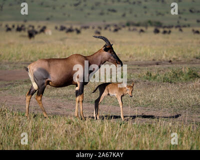 Topi, Damaliscus korrigum, einzelne Erwachsene mit Jungen, Kenia, September 2019 Stockfoto