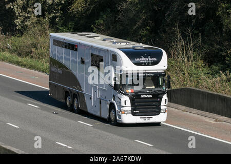 Ein Marron Farm Entwicklungen Simon Buckley Scania P310 Transport Semi Truck unterwegs auf der Autobahn M6 in der Nähe von Preston in Lancashire, Großbritannien Stockfoto