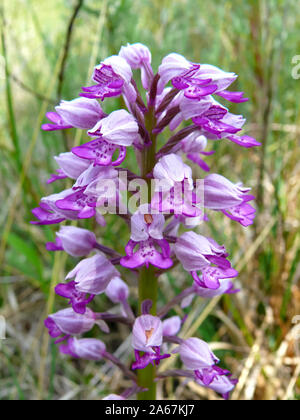 Helm-knabenkraut,, Helm-Knabenkraut Orchis militaris, vitézkosbor Stockfoto