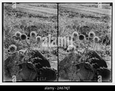 Wilde Blumen in Palästina. Globus - Distel, groß. (E. sphaerocephalus L.). Stockfoto