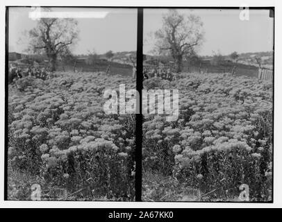 Wilde Blumen in Palästina. Bereich der wilden peppergrass chalepense (Lepidium L.). Stockfoto