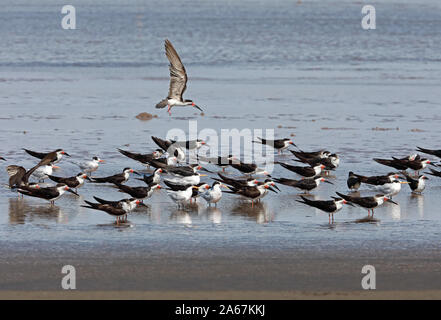 Schwarz-Skimmer Stockfoto