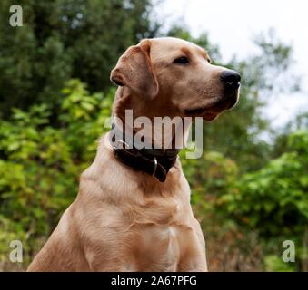 Golden Lab Portrait Stockfoto