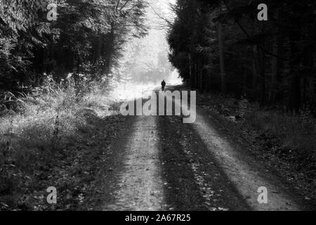 Waldweg, Oberweser, Weserbergland, Nordrhein-Westfalen, Hessen, Deutschland Stockfoto