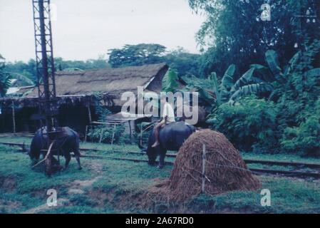 Ein junger vietnamesischer Junge reitet auf dem Rücken eines weidenden Wasserbüffels, in einem ländlichen Gebiet mit einer Eisenbahnlinie und einem Reetgegebäude im Hintergrund, Vietnam, 1965. () Stockfoto