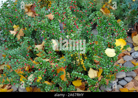 Horizontale Zwerg cotoneaster Bush mit grünen Blättern und roten Beeren, mit Blätter im Herbst gestreut. Grüne cotoneaster Bush im Herbst Park. Stockfoto