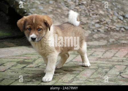 Hunde Welpen in Nepal Cute Stockfoto