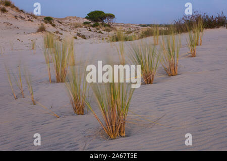 Dünen, Donana Nationalpark in Sevilla Provinz Andalusien Autonome Gemeinschaft Spanien in Europa Stockfoto