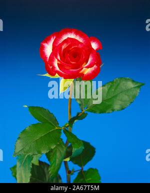 Immer noch leben. Schnittblume. Studio Nahaufnahme der einzelnen roten und weißen Sorte rose bloom. Stockfoto
