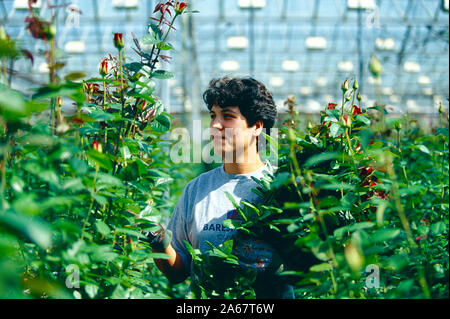 Kanal Inseln. Guernsey. Frau in kommerziellen Glasshouse tendenziell wachsenden Rosen. Stockfoto